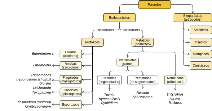 Clasificación De Los Parásitos 